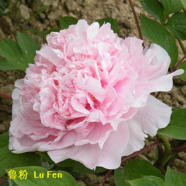 Pink Peony Seedlings