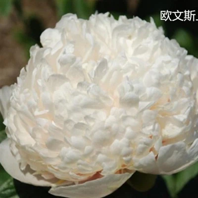 Bijūnų pulkininkas Owenas Cousinsas